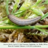 satyrus ferula daghestan larva2